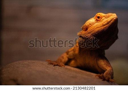 Reptile - Cute Bearded dragon pet lizard portrait 