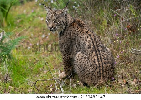 Iberian Lynx, Sierra de Andujar Natural Park, Andalusia, Spain.