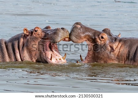 Two young hippopotamus (Hippopotamus amphibius), hippos with a wide open mouth playing in Queen Elizabeth National Park, Uganda, Africa Royalty-Free Stock Photo #2130500321