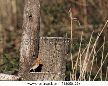 European robin or erithacus rubecula robin posing at the edge of a table in a park