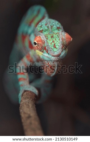 Portrait of Panther chameleon in terrarium