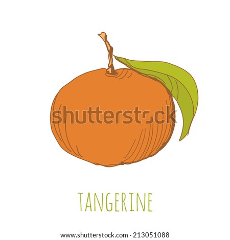 Hand drawn illustration of tangerine. EPS 10. No transparency. No gradients.