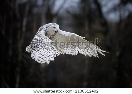 A snowy owl flies in the woods among the trees.