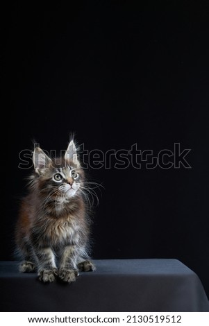Little kitten. Cute maine coon kitten on black background