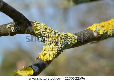 Close up of some common sunburst lichen on a tree branch
