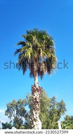 The vertical shot of a high palm