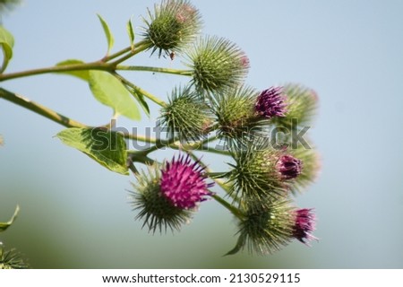 Lesser burdock buds close-up view with blurred sky on background