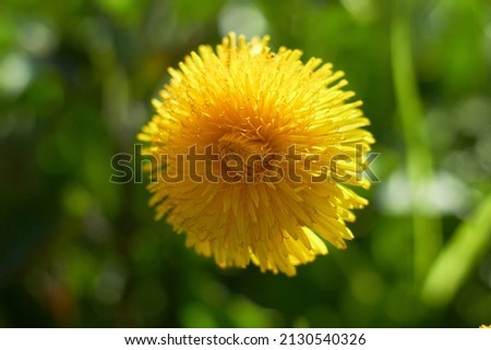 Yellow dandelion flower on a green background on a spring day.