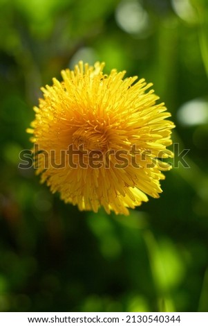 Yellow dandelion flower on a green background on a spring day.