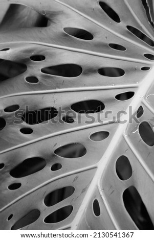 A black and white of a close up of a leaf of the swiss cheese plant. Royalty-Free Stock Photo #2130541367
