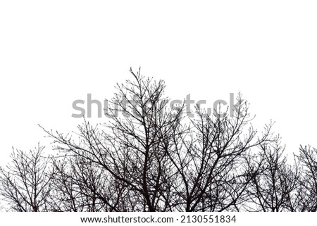 A dead tree with twigs in the forest on white isolated background