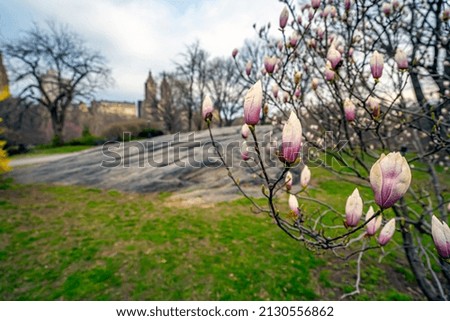 Close up of Magnolia blossom in spring