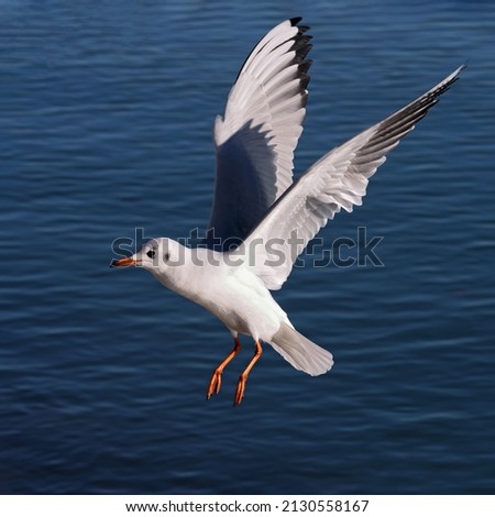 Magnificent seagull bird (Larus, Laridae) flying with spreading wings over the blue sea. Artistic color wildlife photo for poster or decoration picture. 