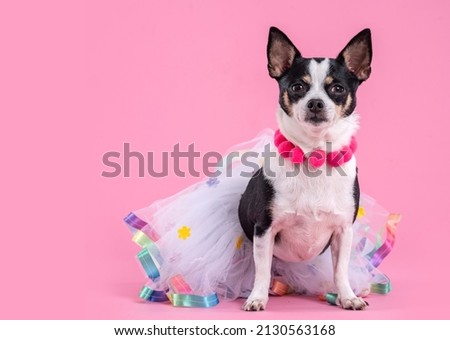 Chihuahua dog in colorful a tule skirt and wearing a necklace, looking at the camera, in a studio by a pink background. 