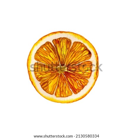 Lemon. Botanical watercolor isolated illustration.