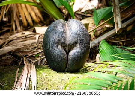 Coco de mer, sea coconut or double coconut (Lodoicea maldivica) is a rare, giant fruit of the Lodoicea palm tree that grows only in the Praslin and Curieuse in the Seychelles Royalty-Free Stock Photo #2130580616