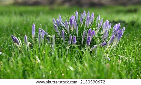 Close-up of a large group of bright colorful purple crocuses with water droplets from spring morning dew in a meadow with lush fresh green grass in February