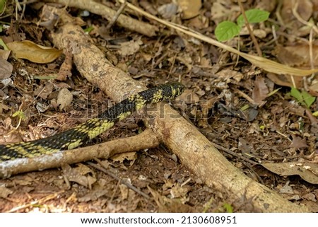 Black and yellow Chicken Snake of the species Spilotes pullatus