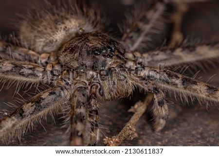 Adult Female Trechaleid Spider of the Family Trechaleidae Royalty-Free Stock Photo #2130611837