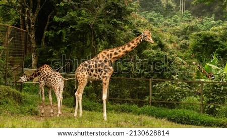 Pair of young giraffe grazing at Taman Safari Indonesia, Bogor. Royalty-Free Stock Photo #2130628814