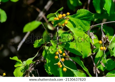 Oriental Bittersweet Berries by a trail at the Bay City State Park in Michigan. Royalty-Free Stock Photo #2130637820