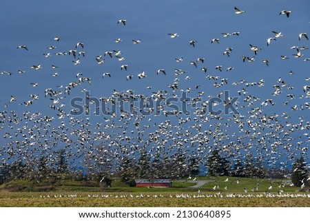 Large flock of migratory snow geese flying above a farmer’s field with a rustic red barn in the background

