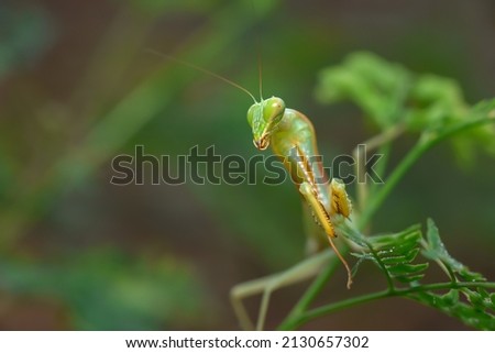Macro photo of mantis in the habitat.