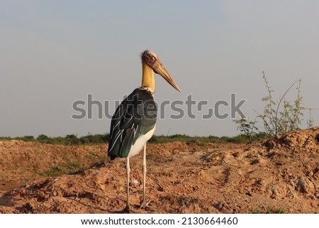 The marabou stork is a large wading bird in the stork family Ciconiidae.
Cambodia. The picture was taken on Tonle Sap Lake, near the town of Siem Reap. 
