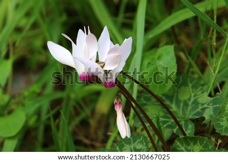 White cyclamens grow in a city park in northern Israel.