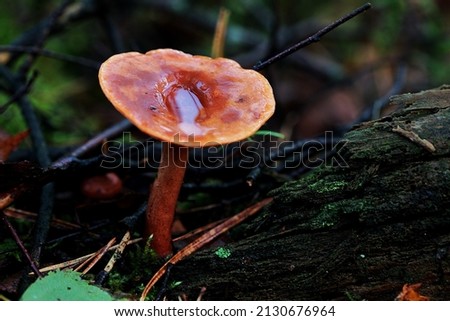 A closeup shot of a mushroom in a forest near the town of Lemele in Salland the Netherlands Royalty-Free Stock Photo #2130676964