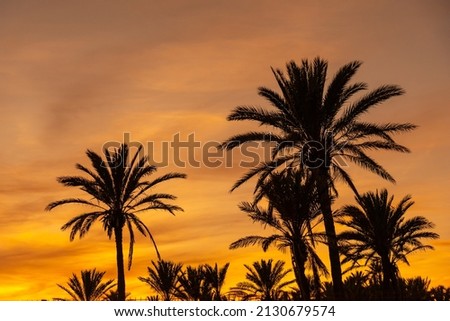Silhouette of palm trees in an orange sunset in the town of Torrevieja. White coast of the Mediterranean Sea of Alicante. Spain