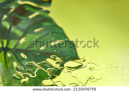 Green monstera leaf on yellow, green and teal background with water drops and splashes and copy space. Tropical leaf summer background