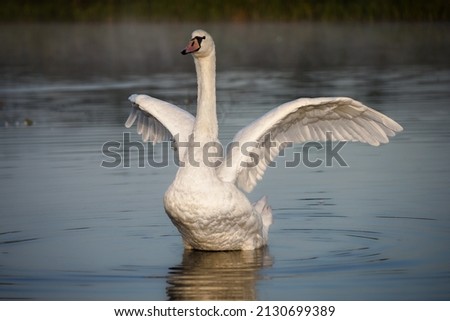 A selective focus of a beautiful white swan with its wings open swimming in a lake Royalty-Free Stock Photo #2130699389