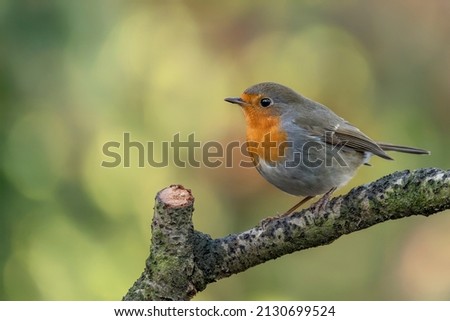   European Robin (Erithacus rubecula) on a branch in the forest of Noord Brabant in the Netherlands. Green background.                                                                                  