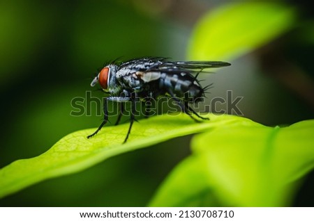 Close up a Fly on green leaf and nature blurred background, Common housefly, Colorful insect, Selective focus.