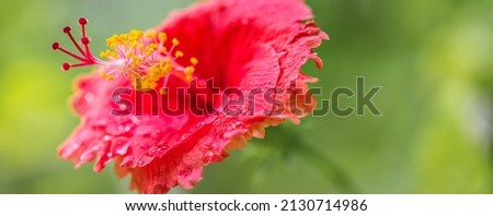 Romantic colorful beautiful hibiscus flower in nature, flower leaf and hibiscus flower in garden. Exotic tropical island nature garden, blooming hibiscus flower in blurred green landscape Royalty-Free Stock Photo #2130714986
