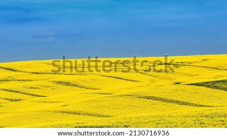Ukrainian flag. Symbol of nature in Ukraine. Yellow field with flowering rapeseed and blue sky. The war with Russia in Eastern Europe Royalty-Free Stock Photo #2130716936