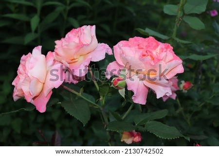 Pink and apricot color Hybrid Tea Rose Augusta Luise flowers in a garden in July 2021. Idea for postcards, greetings, invitations, posters, wedding and Birthday decoration, background 