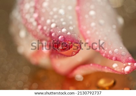 Beautiful flower with vivid colors and dew drops after the rain, Spring flower in the garden with raindrops on the leaves, Closeup Photography presenting the Beauty of nature