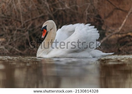 Swan in the lake in national park Gornje Podunavlje