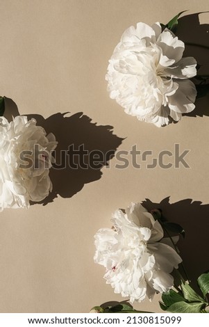 Aesthetic arranged flatlay peonies with copy space and sunlight shadows on neutral beige background. Top view