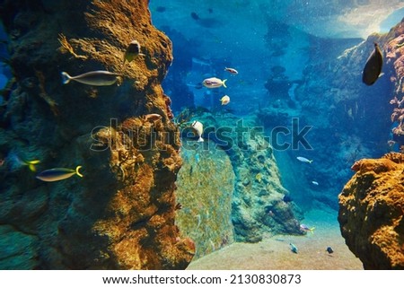 Colorful fishes in the deep under water, sea fish in zoo aquarium, close up Royalty-Free Stock Photo #2130830873