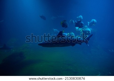 Large shark and other fishes in the deep under water, sea fish in zoo aquarium, close up Royalty-Free Stock Photo #2130830876