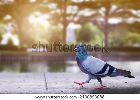 The Columba livia is birds live in anywhere this picture in the Thailand temple that it looking for someone for feeds add the bridge. so is that sunshine from parks.