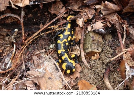 Fire salamander and brown leafes