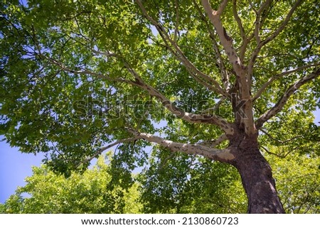 looking up at the crown of a plane tree Royalty-Free Stock Photo #2130860723