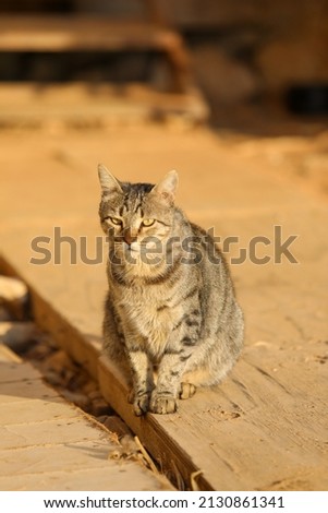 Cat - lovely kitty within a beautiful summer scenery