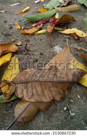 Dust, seeds, mango leaves and withered red hibiscus flower on the cement street. Dry leaves as background.