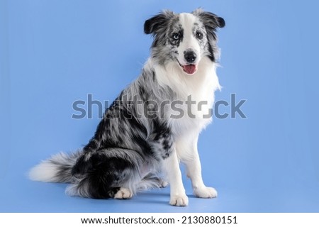 Blue Merle Border Collie dog sticking out the tongue, looking at the camera in a studio by a blue background. Royalty-Free Stock Photo #2130880151