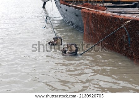 The traditional way of fishing with otters in Bangladesh near the Sandarbans National Park